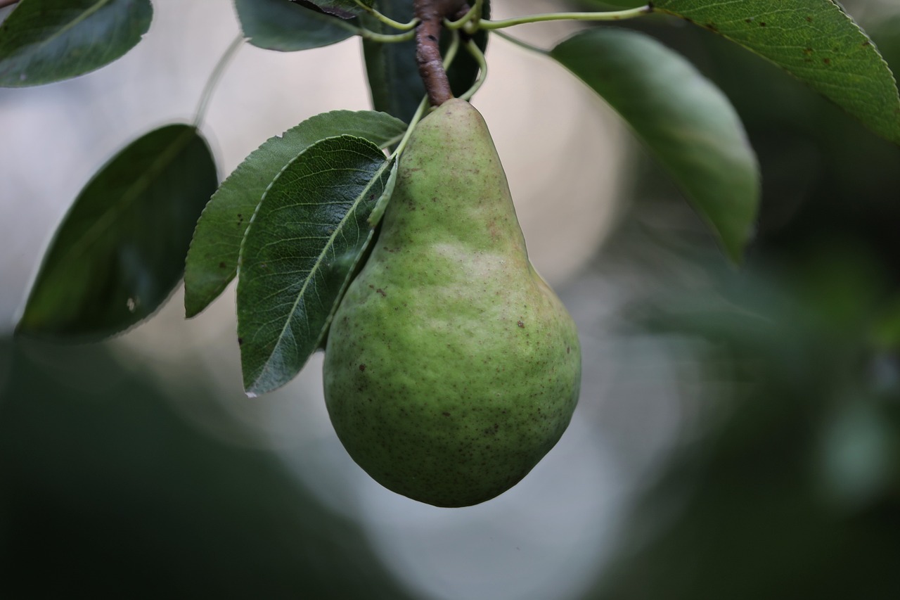 Fruit Tree Pruning Basics